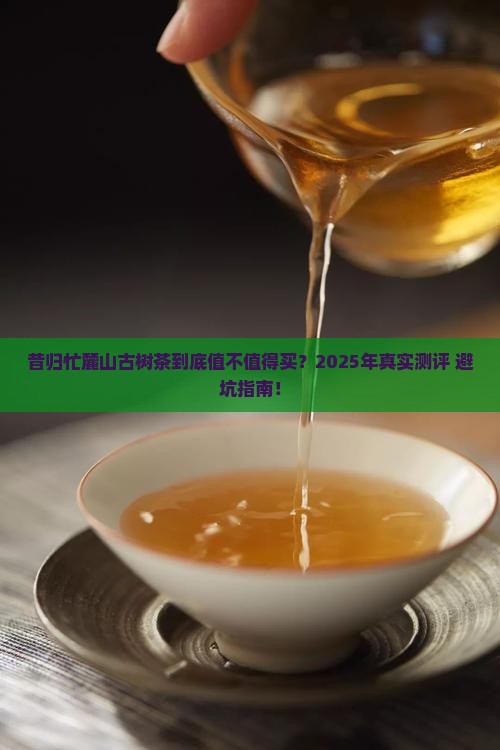 昔归忙麓山古树茶价格