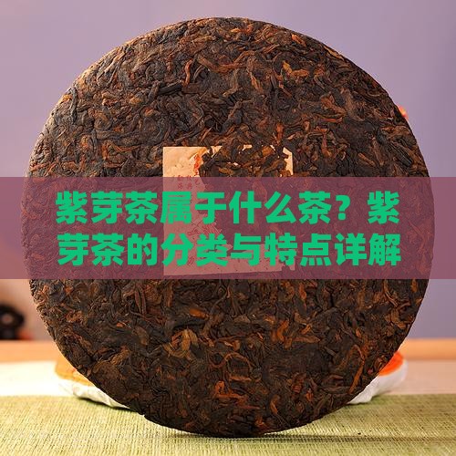 紫芽茶属于什么茶