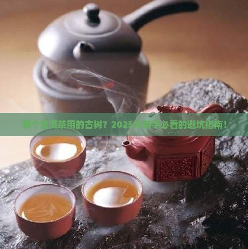 哪个普洱茶品牌用的古树