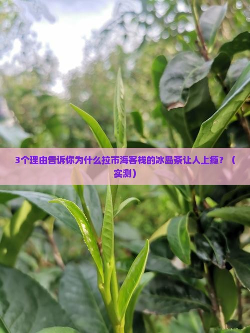 拉市海客栈冰岛茶