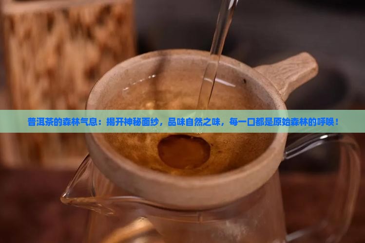普洱茶的森林气息