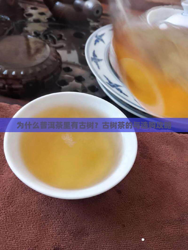 普洱茶为什么有古树
