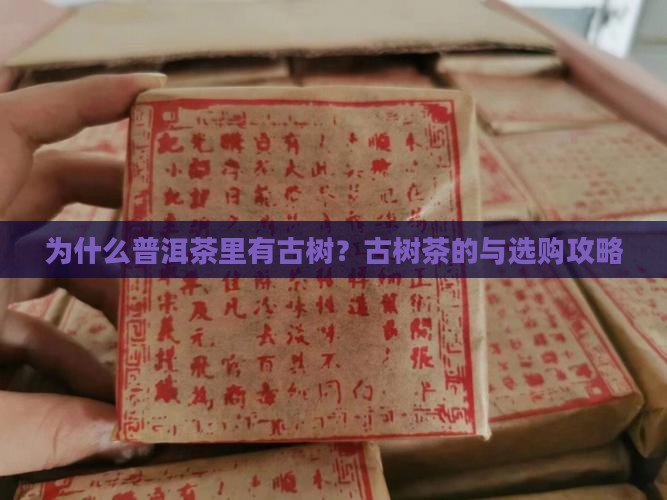 普洱茶为什么有古树