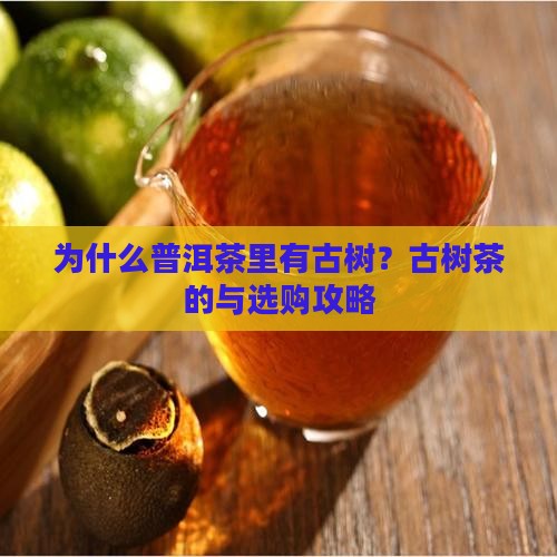 普洱茶为什么有古树