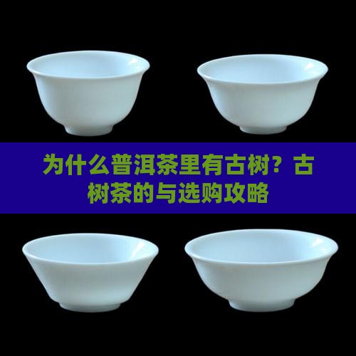 普洱茶为什么有古树