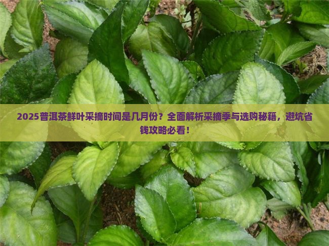 普洱茶鲜叶采摘时间是几月份