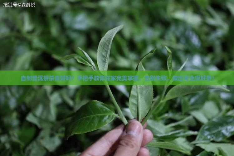 自制普洱茶杀青好吗