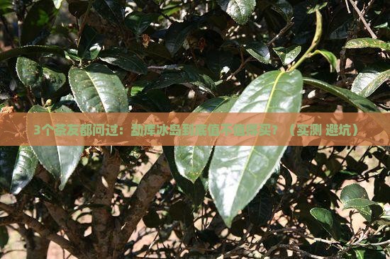 勐库冰岛属什么等级茶