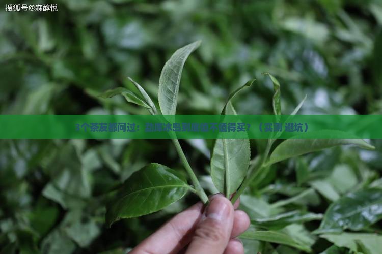 勐库冰岛属什么等级茶