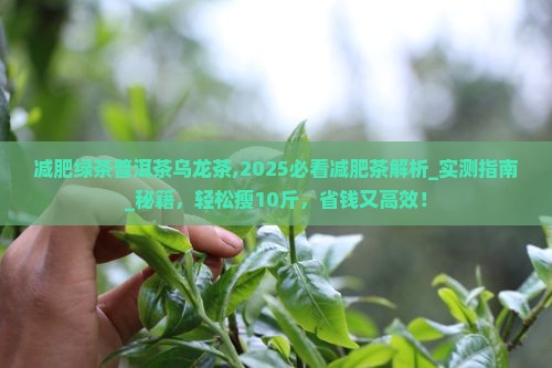 减肥绿茶普洱茶乌龙茶