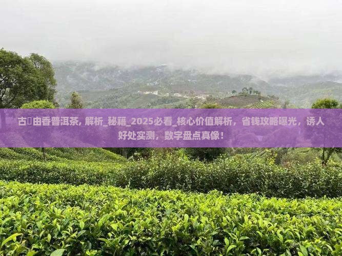 古樹由香普洱茶