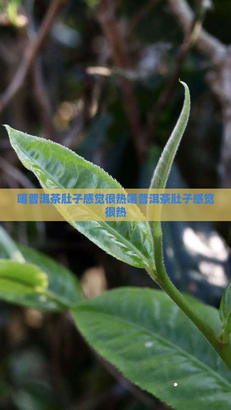 喝普洱茶肚子感觉很热