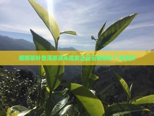 娜娜茶叶普洱茶源头批发