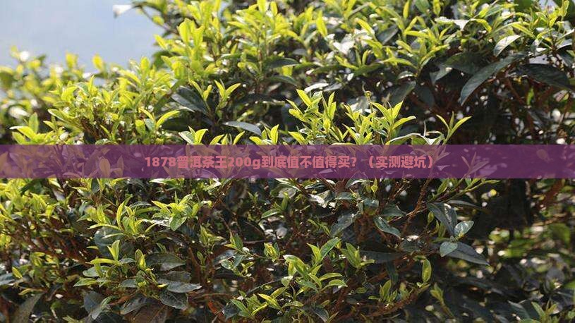 1878普洱茶王200g