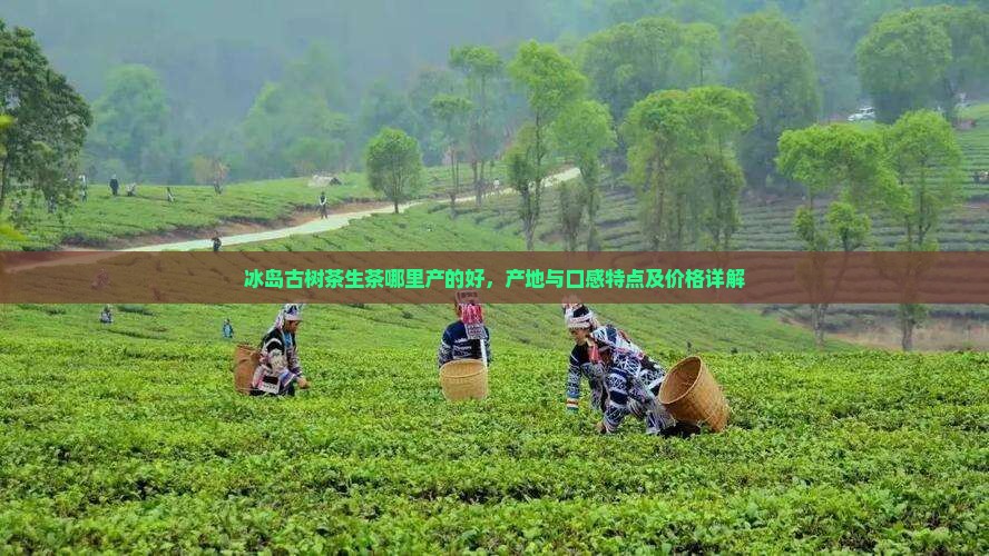 冰岛古树茶生茶哪里产的好