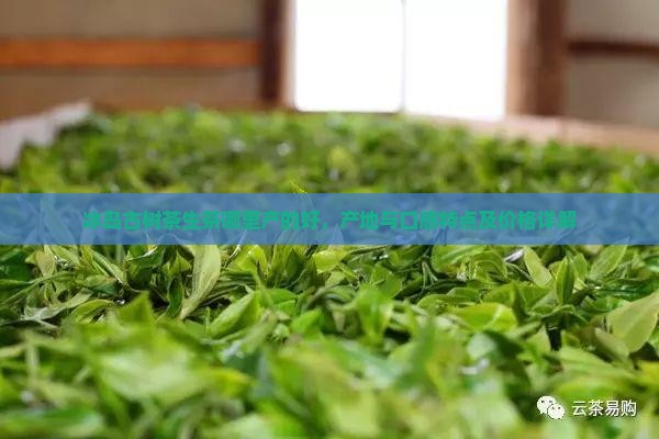 冰岛古树茶生茶哪里产的好