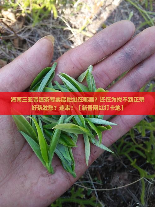 海南三亚普洱茶专卖店地址