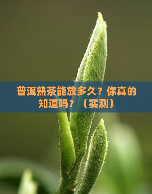 普洱茶熟茶可以放多少年