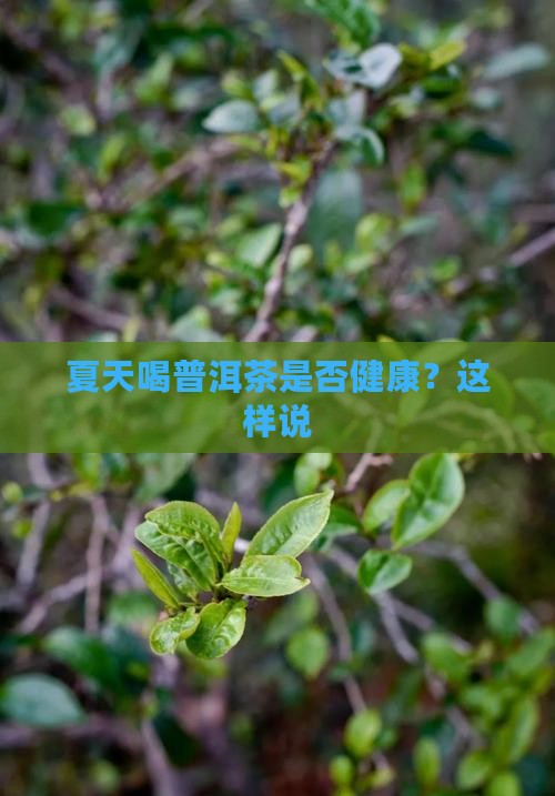 桂花普洱茶春夏季可以喝吗