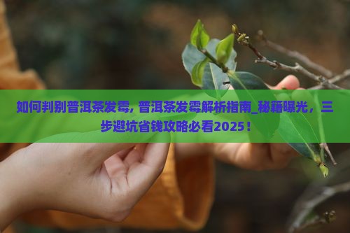 如何判别普洱茶发霉