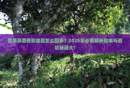 普洱茶菌香是什么