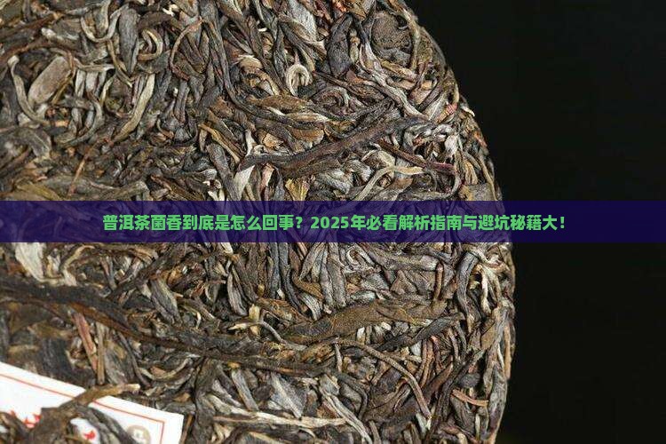 普洱茶菌香是什么