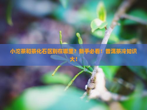 小沱茶和茶化石区别在哪里
