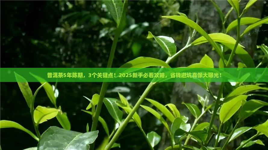 普洱茶5年陈期