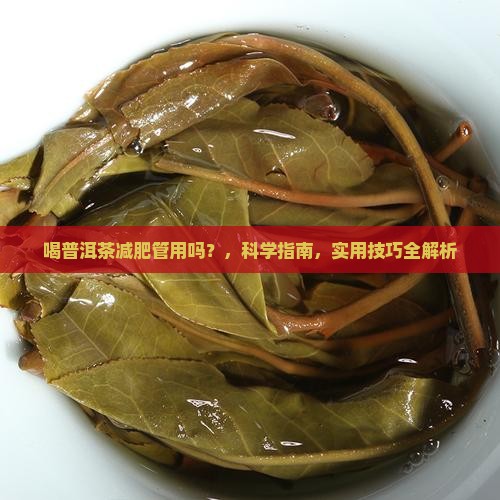 喝普洱茶减肥管用吗