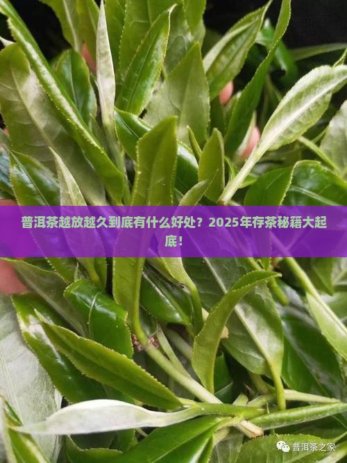 普洱茶越放越久有什么好处