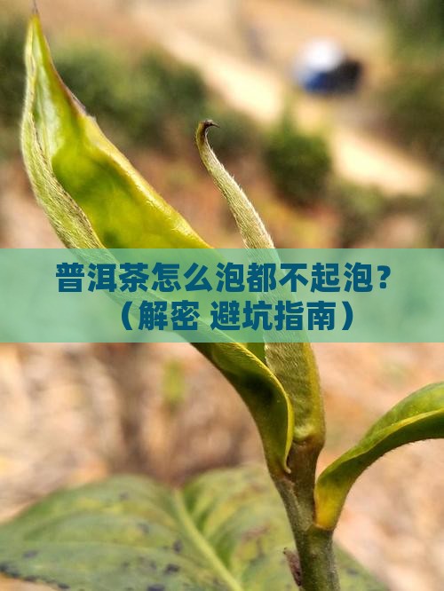 普洱茶怎么泡不起泡