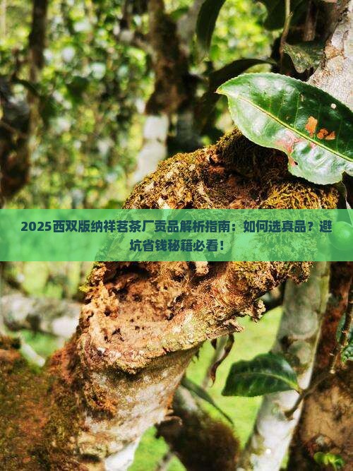 西双版纳祥茗茶厂贡品