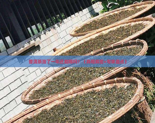 普洱茶泡了一年可以喝吗