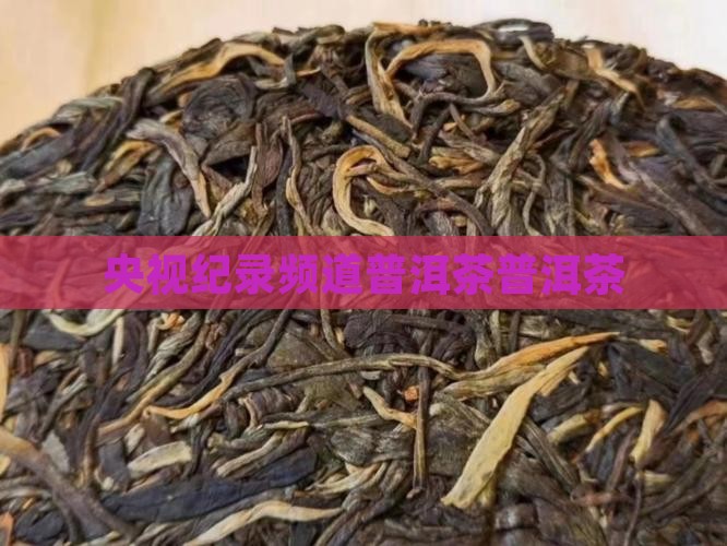 纪录频道普洱茶