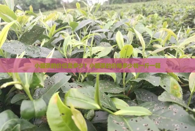 小罐茶的价位是多少