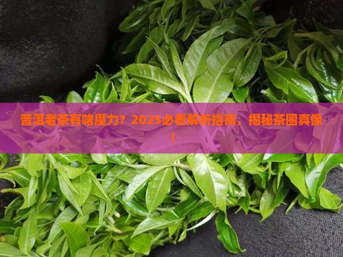 普洱茶中茶老茶的特点有哪些