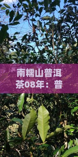 南糯山普洱茶08年