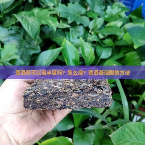 普洱茶可以泡半夏吗
