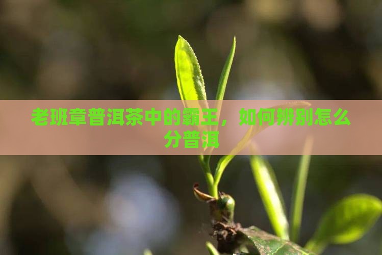 老班章普洱茶怎么分