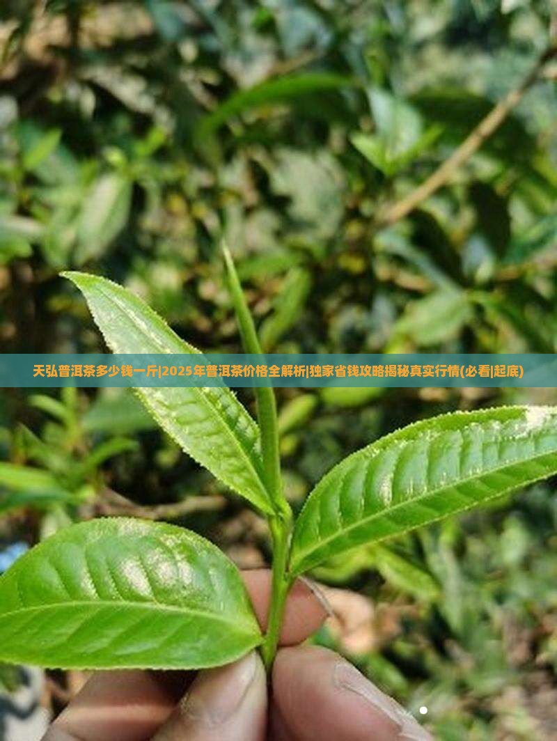 天弘普洱茶多少钱一斤