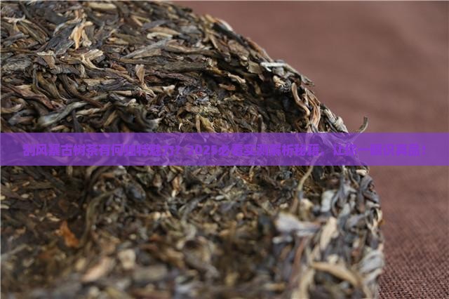 刮风寨古树茶叶的特点