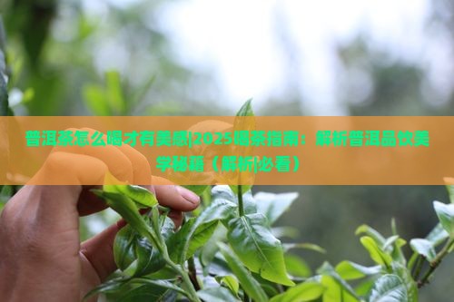 普洱茶怎么喝才有美感