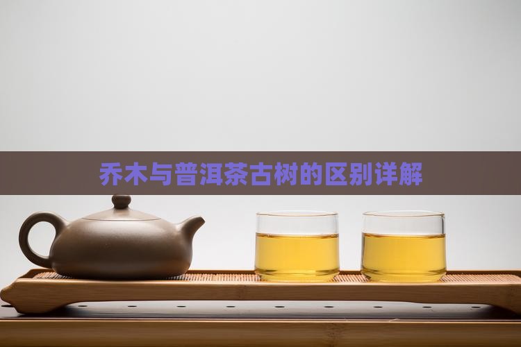 普洱茶古树跟乔木