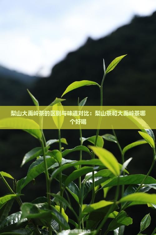 梨山大禹岭茶的区别