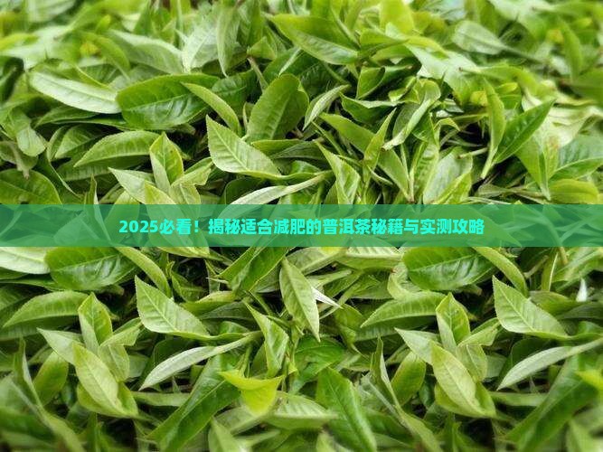 适合减肥的普洱茶