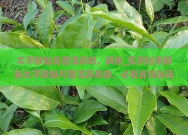 太平猴魁是普洱茶吗