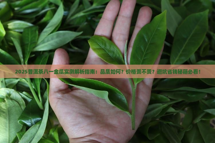普洱茶八一金瓜怎么样