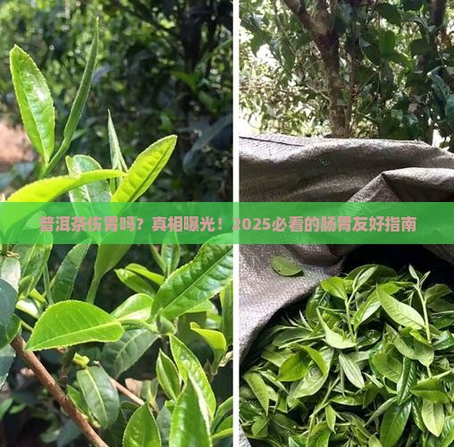 普洱茶生伤胃吗