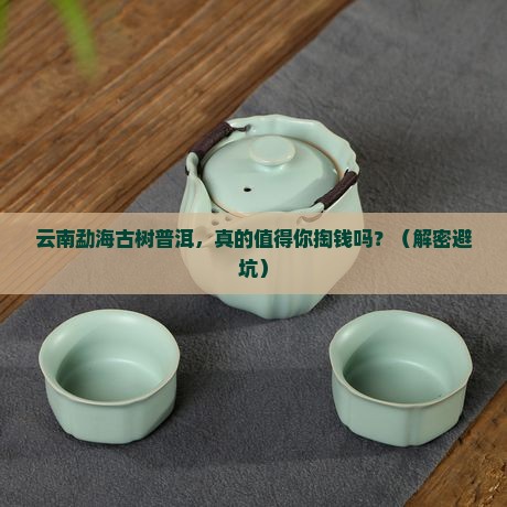 云南勐海古树普洱