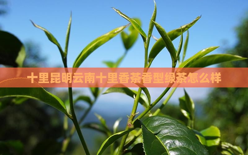 十里香茶叶怎么样